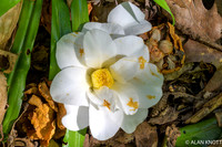 Camelia