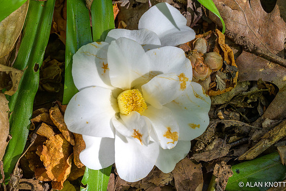 Camelia