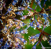 Blue Evergreen Hydrangea