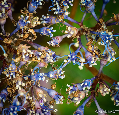 Blue Evergreen Hydrangea