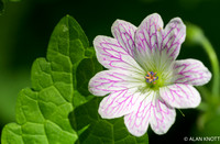 Pencilled Cranesbill