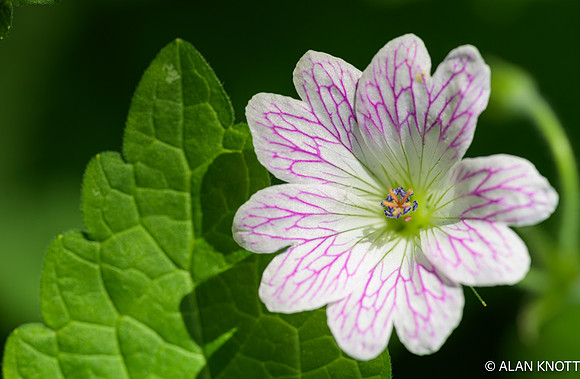 Pencilled Cranesbill