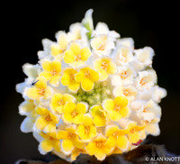 Oriental Paperbush