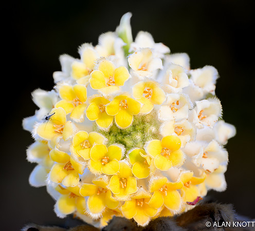 Oriental Paperbush