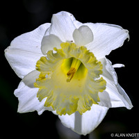 Daffoldil