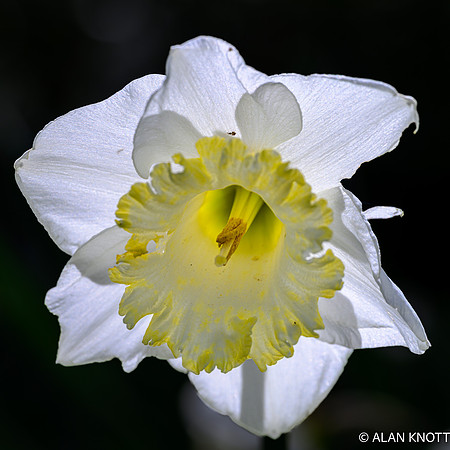 Daffoldil