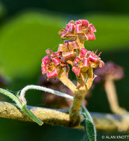 Tropical Hydrangea