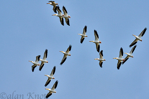 Pelicans
